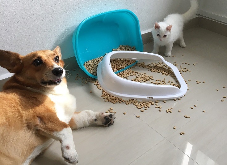 Corgi messed cat litter