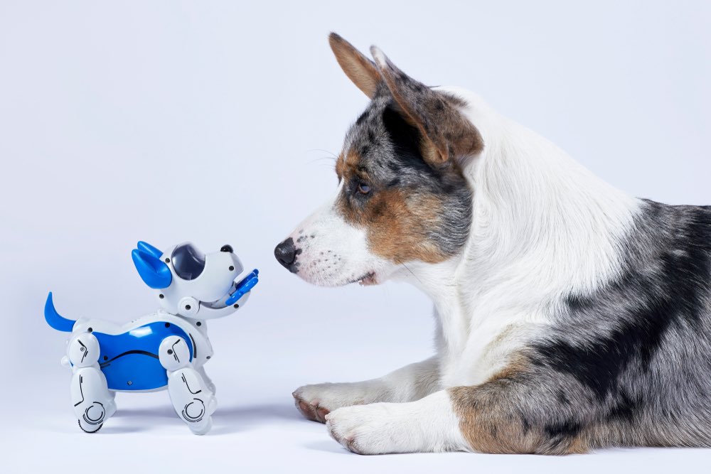 Corgi playing with tech toy dog