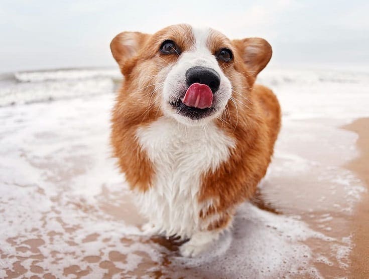 Cardigan Pembroke Corgi Mix | Hepper