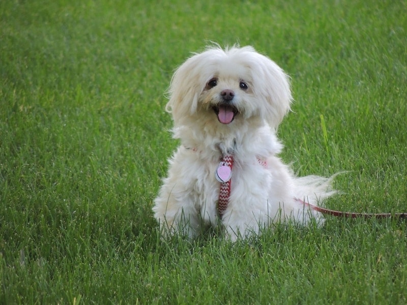 Coton Schnauzer (Coton de Tulear & Miniature Schnauzer Mix) | Dog Breed  Info: Pics, Traits | Hepper