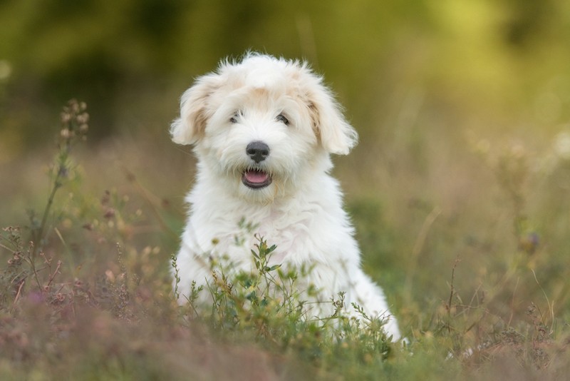 Coton de Tulear Beagle mixed breed dog