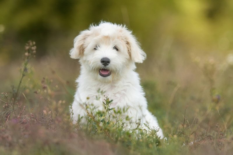 how much do coton de tulear puppies cost