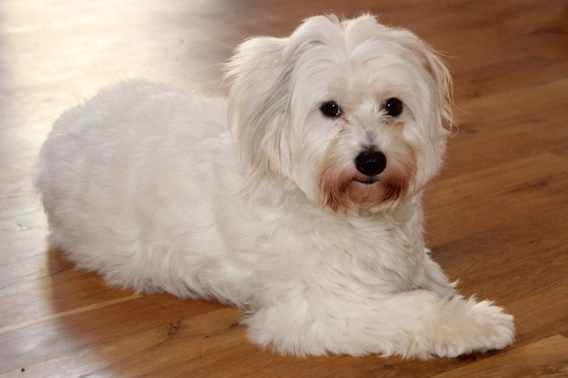 how much do coton de tulear puppies cost