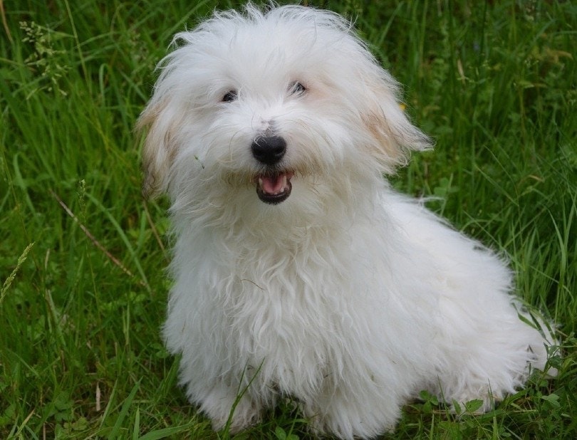 Maltese vs. Coton de Tulear: How to Tell the Difference