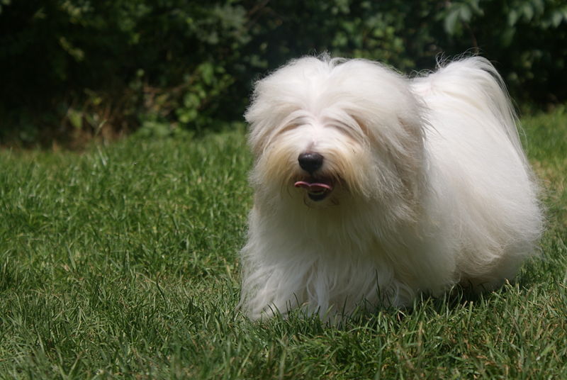 Coton de Tulear walking