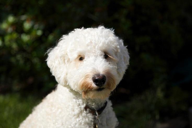 Cream Labradoodle