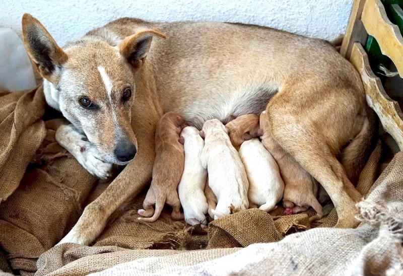 why do mother dogs bite their puppies head