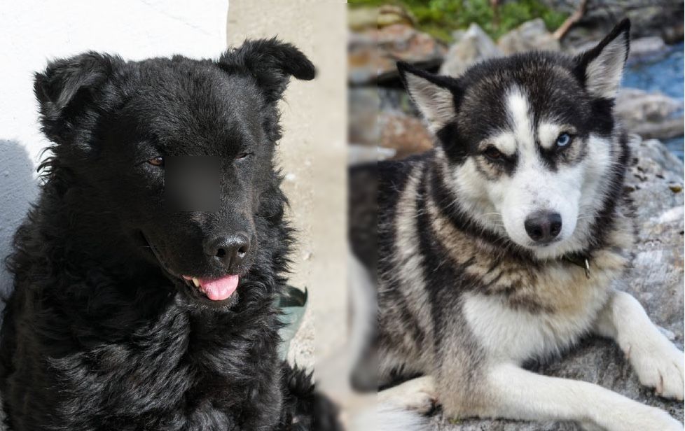 Croatian-Sheepsky-Croatian-Sheepdog-and-Siberian-Husky-mix_censored