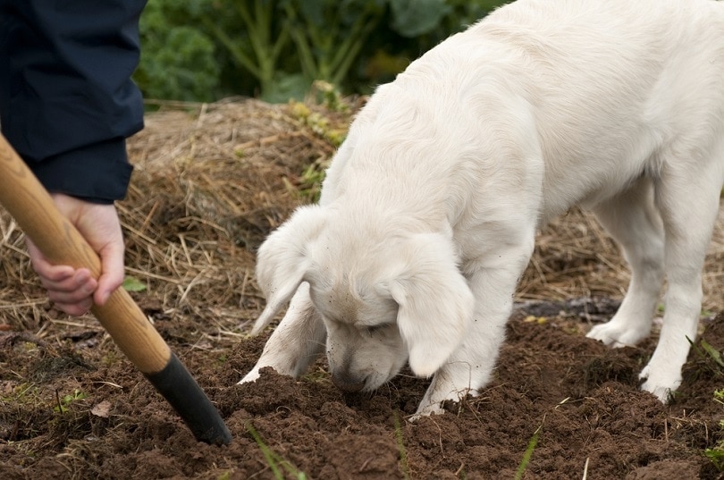 Dog Ate Citrus Fertilizer