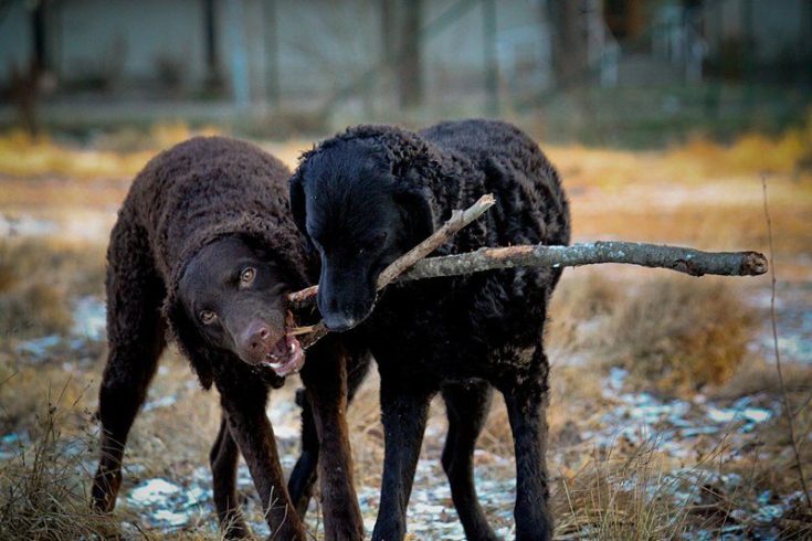 Curly Coated Retriever