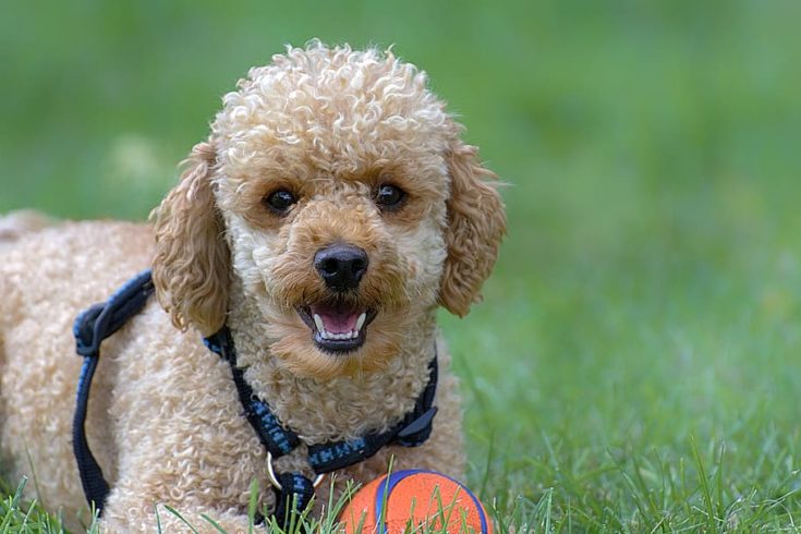 100 Poodle Names Cool Cute Chic