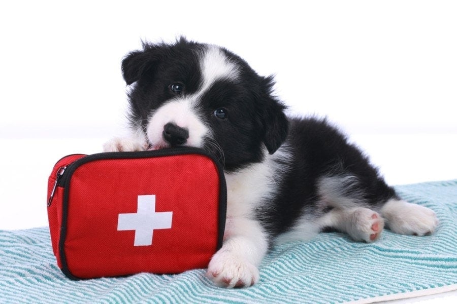 Cute border collie puppy with an emergency kit isolated