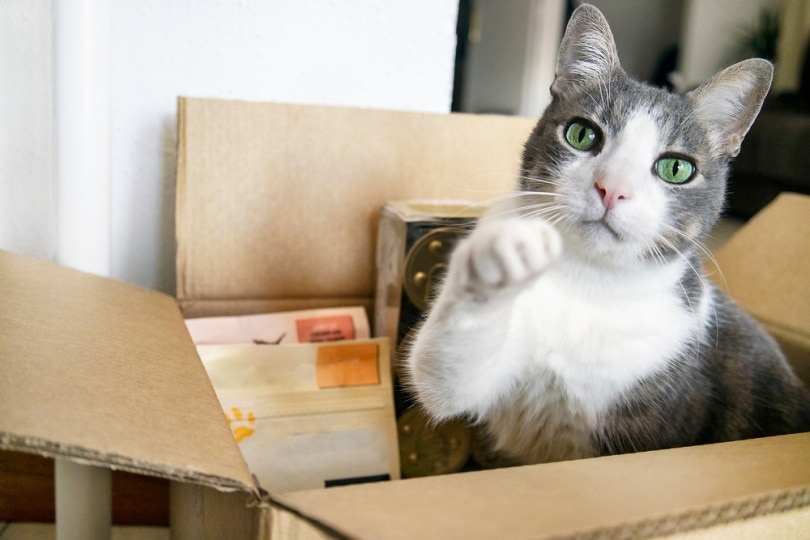 Cute cat sitting in a box full of cat treats