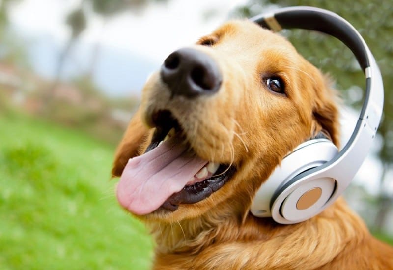 Cute dog listening to music with headphones_ESB Professional_shutterstock
