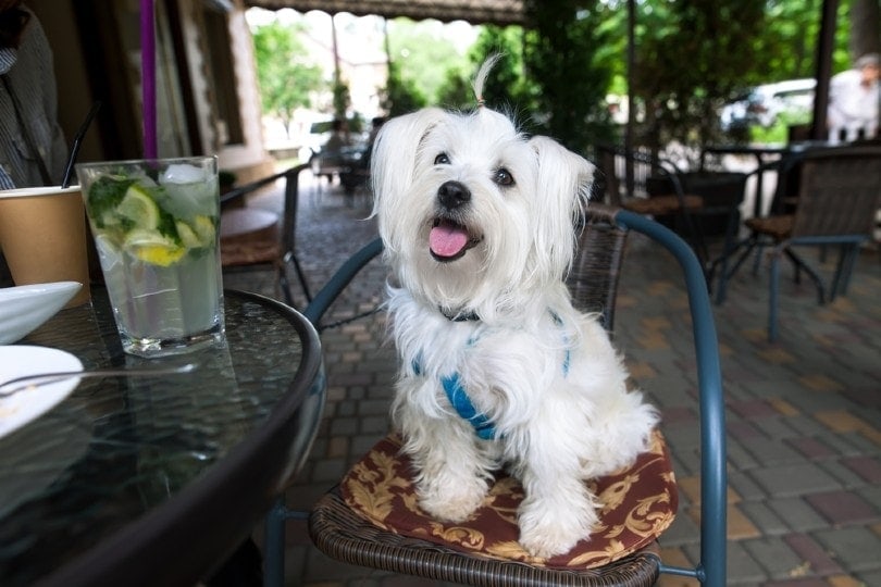 Cute fluffy white dog in cafe