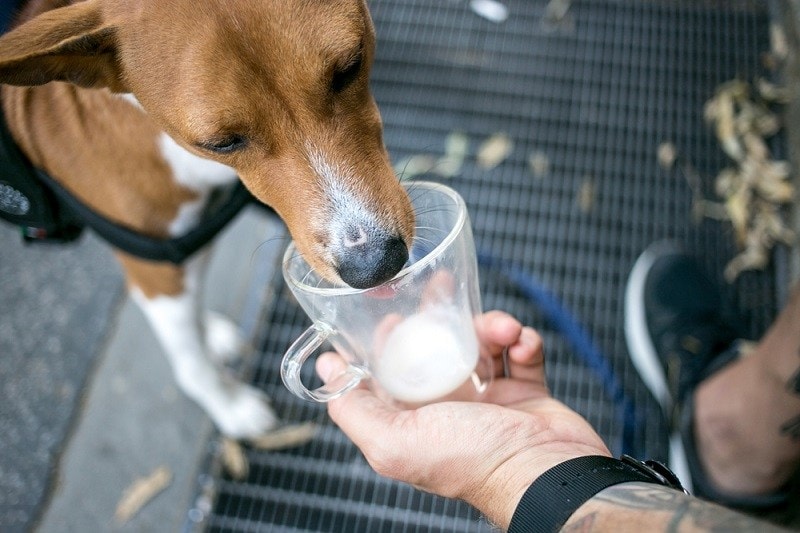 Cute little puppy or dog in harness licks out milk_bublikhaus_shutterstock