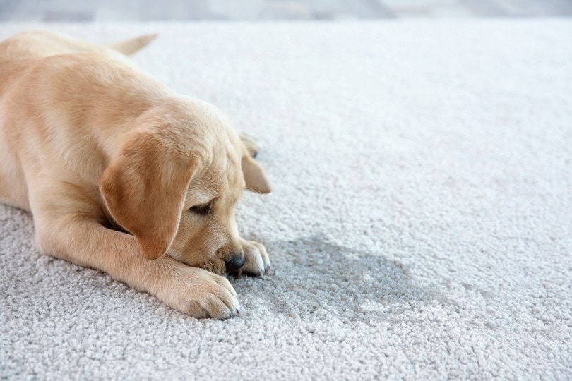 why is my dog constantly licking the carpet