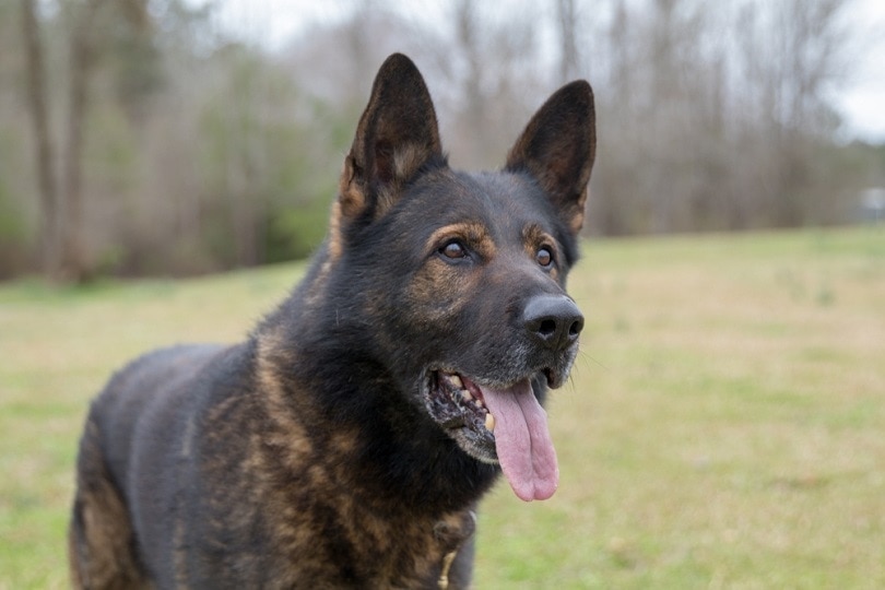 Czech Line German Shepherd Dog_Jess Whitney_shutterstock