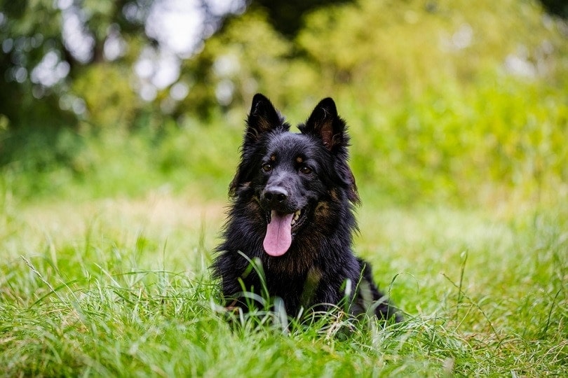 Czech Shepherd_Jaroslav Noska_shutterstock