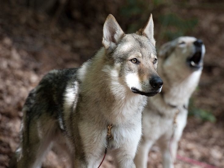 Czechoslovakian Wolfdog howling