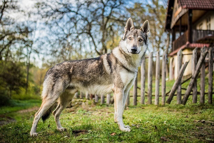 are wolves bigger than mastiffs