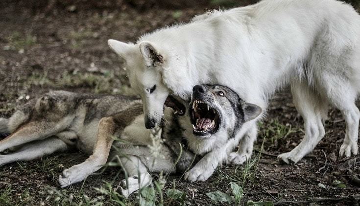 Czechoslovakian Wolfdogs