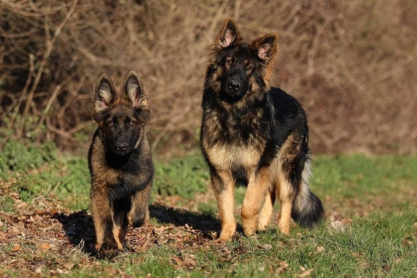 DDR German Shepherd puppy and adult