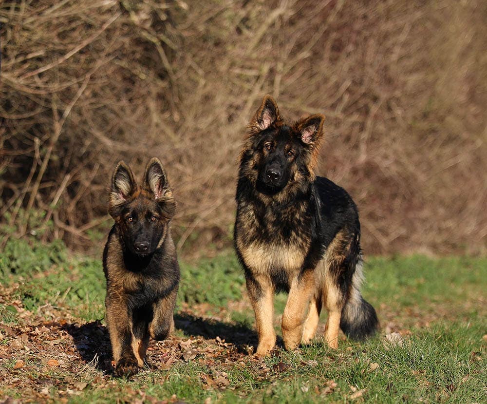 DDR German Shepherd puppy and adult