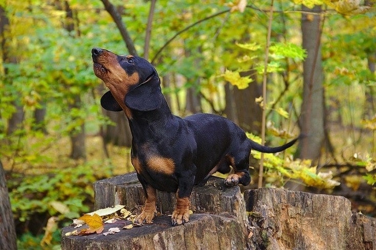 Dachshund