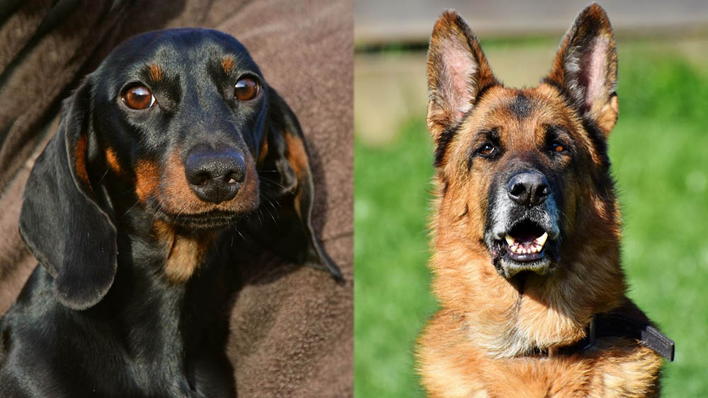  Dachshund German Shepherd - Dachshund and German Shepherd Mix