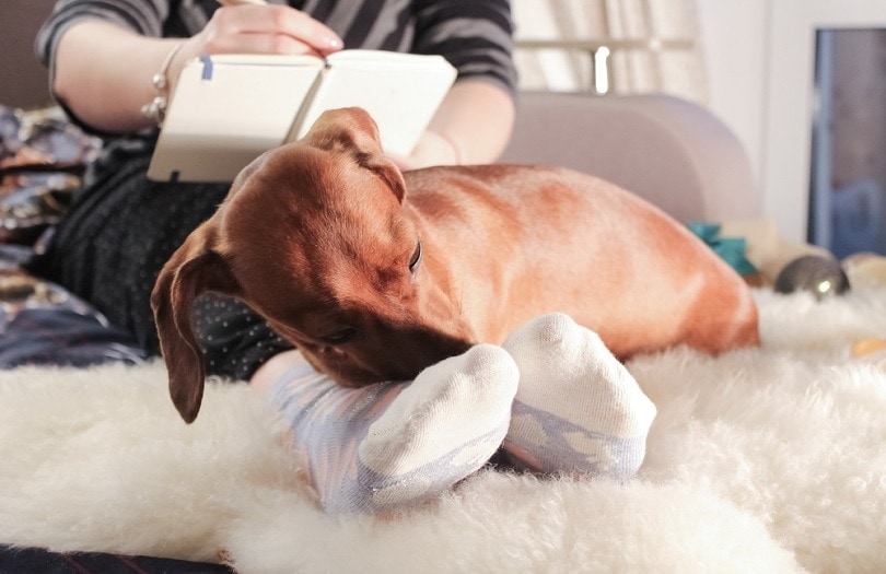 Dachshund dog laying in the bed