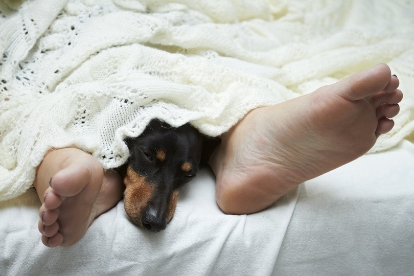 Dog sleeps at my feet sale