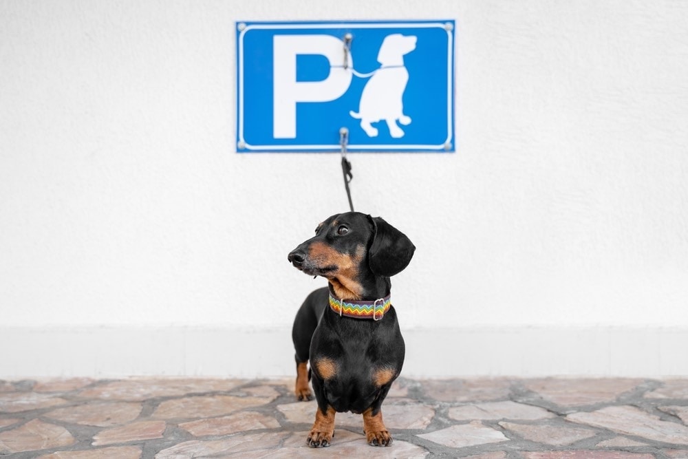 Dachshund outside store pet parking