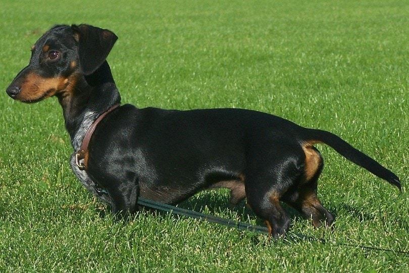 Dachshund standing on grass
