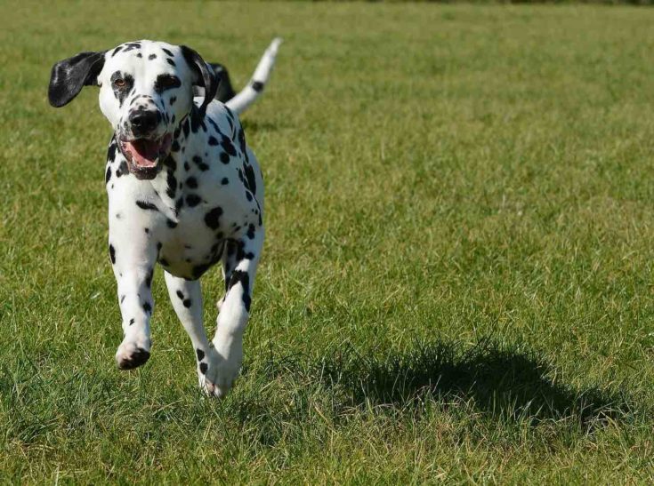 Dalmatian running