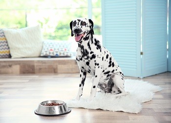 Dalmation with dog food