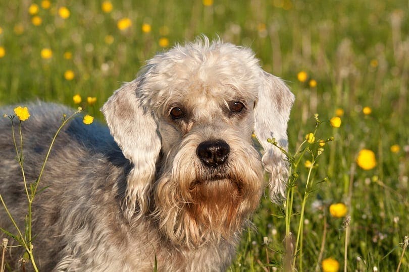 Dandie Dinmont Terrier on the meadow