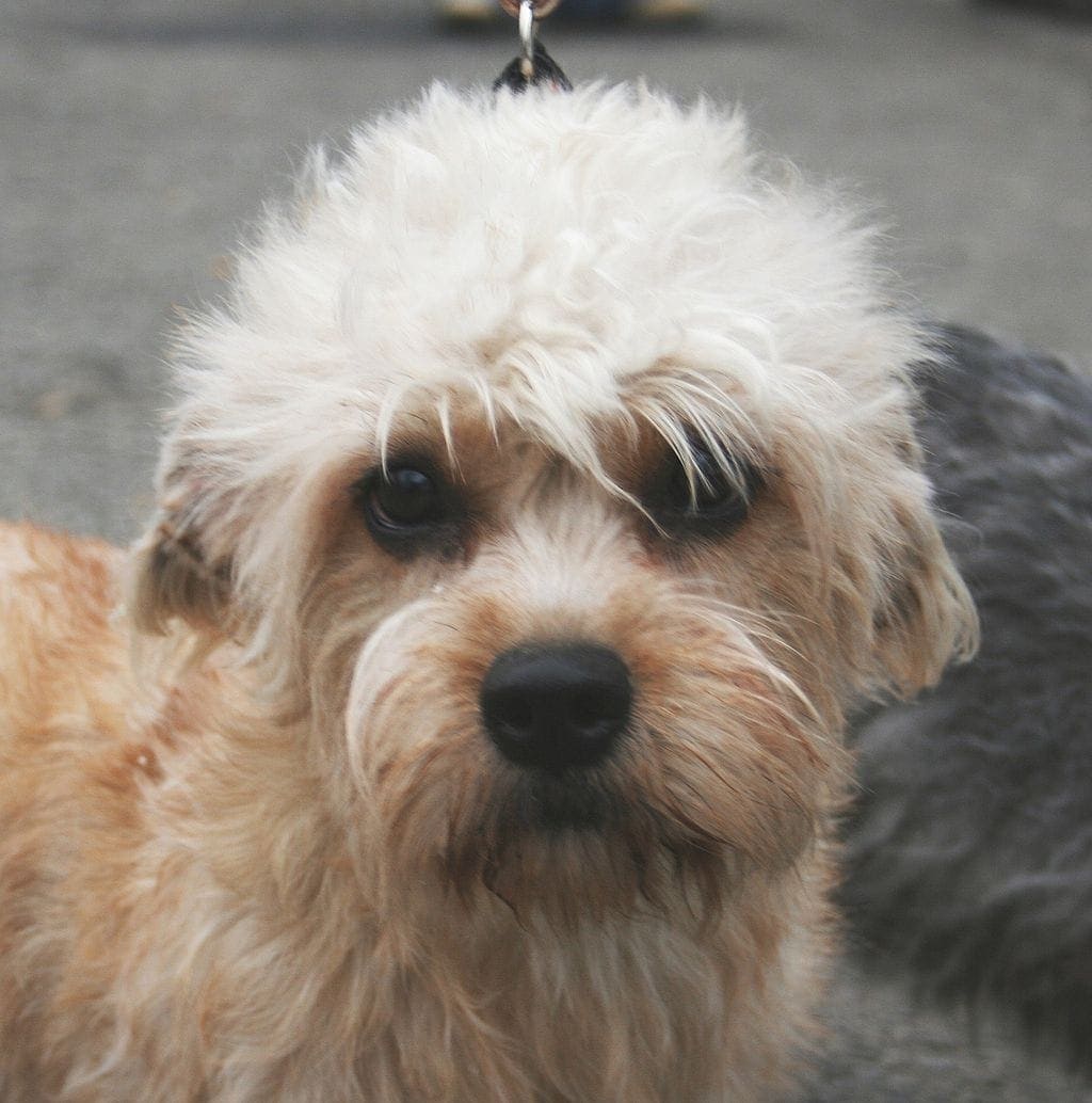 Dandie Dinmont Terrier
