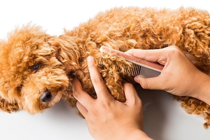 De-tangling dog fur