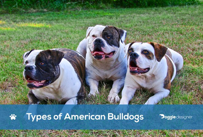 painter american bulldog kennels