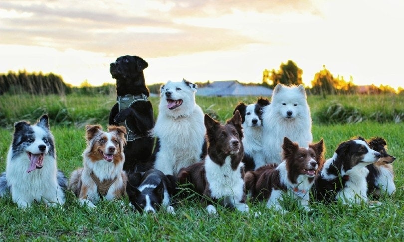Different dog breeds in the sunset