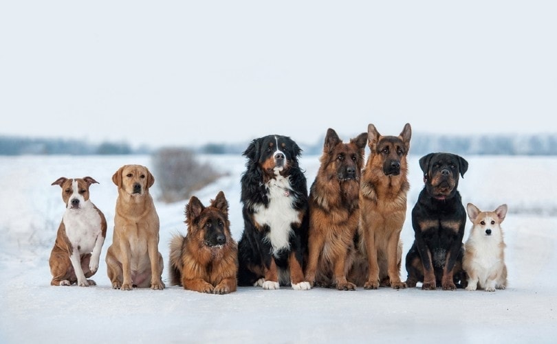 Different dogs on training in winter