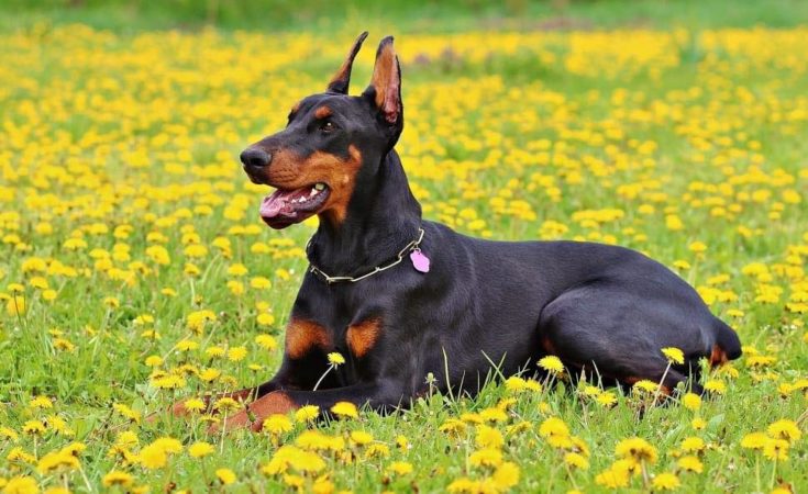 a Doberman Pinscher dog in a field of yellow flowers outdoors