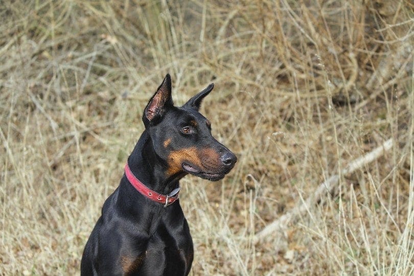 Doberman Pinscher in the field