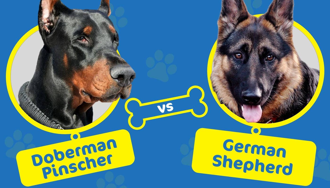 Doberman Pinscher vs. German Shepherd: Which Dog to Choose? | Hepper