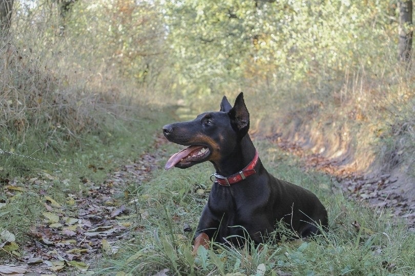 Doberman Pinscher with tongue out