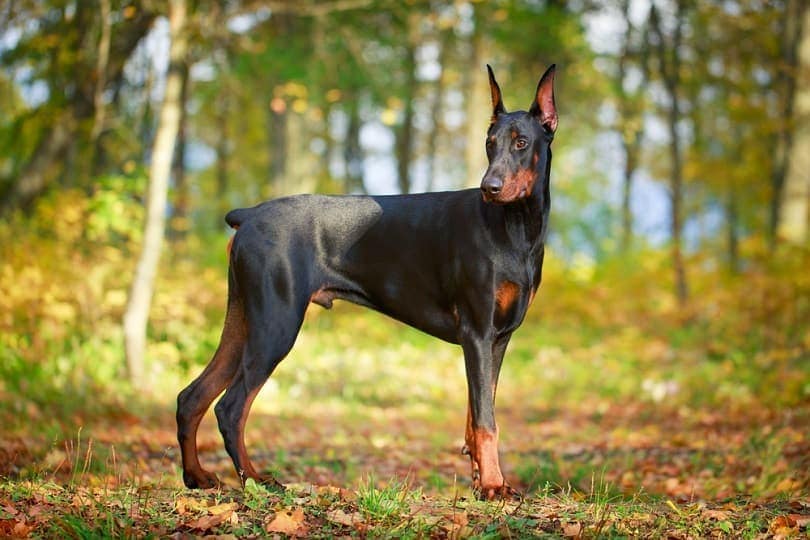 Which dog breed is prettiest?