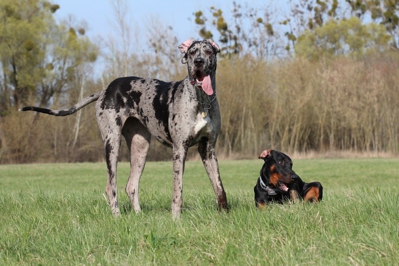 Doberman and great dane