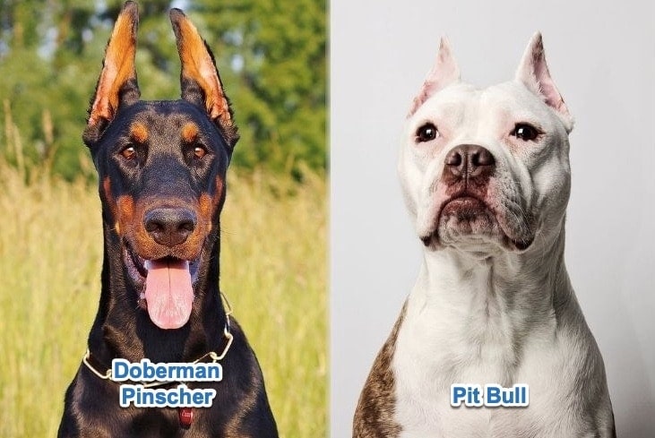 Doberman vs Pit Bull