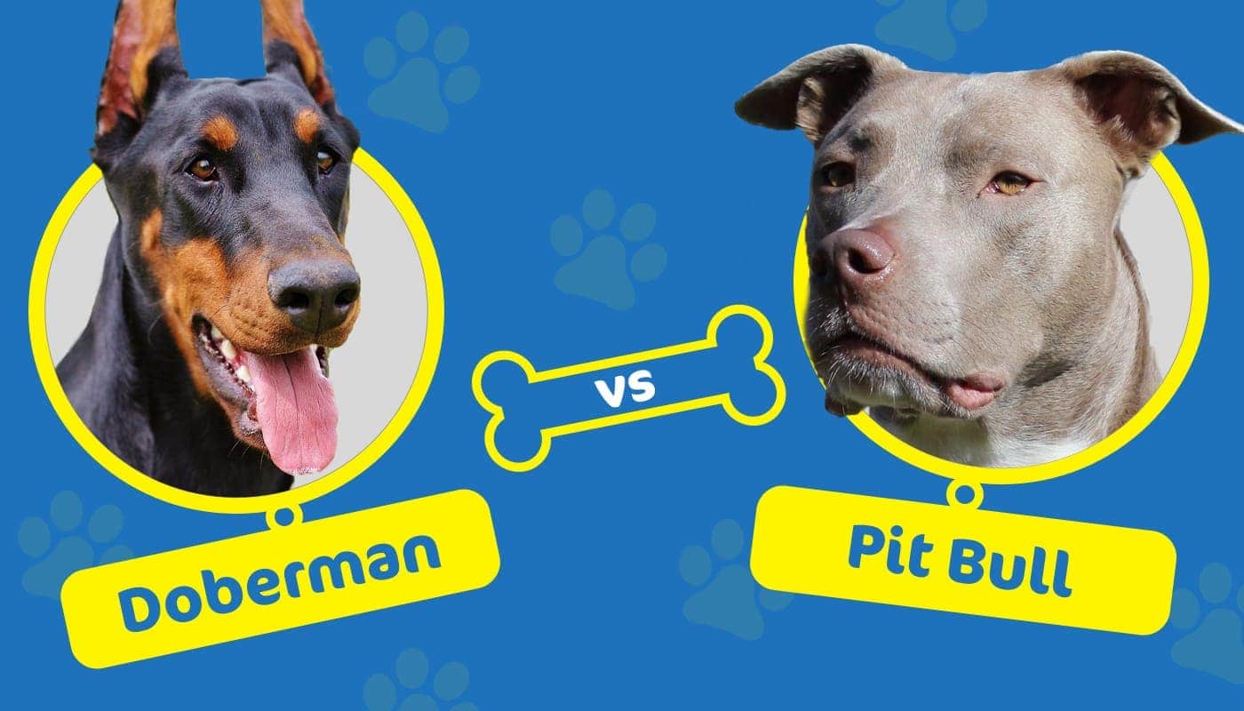 Doberman vs Pitbull